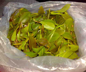   مصر اليوم - حظر استهلاك القات وعقوبة 14 عامًا في بريطانيا