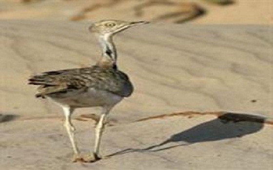 مصر اليوم - قطر تمنح الجزائر 6 سيارات رباعية مقابل اصطياد حيوانات نادرة من صحرائها