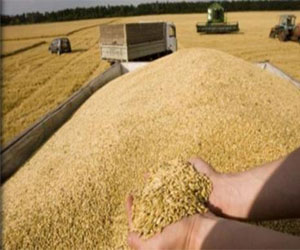   مصر اليوم - ارتفاع واردات القمح بـ8.48% في الجزائر