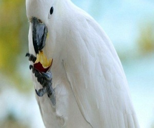 مصر اليوم - الببغاء تحسن فتح الأقفال