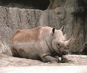 مصر اليوم - قلق بشأن مصير حيوانات وحيد قرن استوردتها الصين من أفريقيا