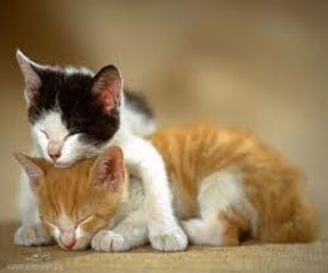   مصر اليوم - براءة القطط من عقم النساء