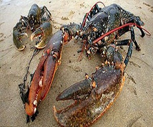 مصر اليوم - نفوق أكبر سرطان بحر فى أوروبا