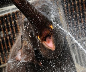 مصر اليوم - فيلة تقتل امرأة وتهاجم عناصر الشرطة في الصين