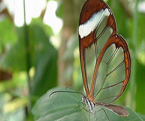 مصر اليوم - الفراشات الليلية تحدث صوتًا مماثلاً لصوت الخفاش فى فترات التزاوج