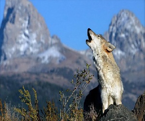 مصر اليوم - الذئاب تعود إلى هولندا للمرة الأولى منذ حوالي 150 عامًا