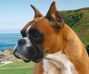 مصر اليوم - كلاب تنقل المخدرات من المكسيك إلى إيطاليا