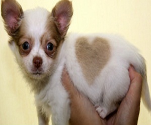 مصر اليوم - الكلاب الأميركية تعود لأصول آسيوية