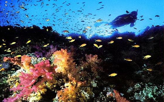 مصر اليوم - السياحة البيئية في البحر الأحمر نشاط له مردود اقتصادي ومعنوي