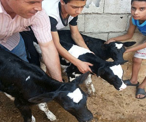 مصر اليوم - بقرة من أصل تشيكي تلد 3 عجول في لبنان