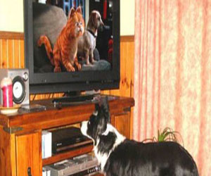 مصر اليوم - إطلاق قناة أميركية مخصصة للكلاب أول أغسطس