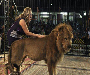 مصر اليوم - الحكومة البلجيكية ستحظر عما قريب استخدام الحيوانات المفترسة في السيرك