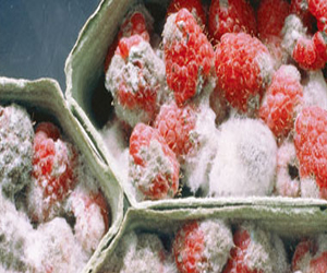   مصر اليوم - ضبط 4 أطنان مواد غذائية فاسدة في اليمن