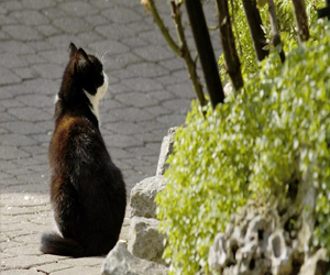   مصر اليوم - قطط أميركا تقتل 24 مليار عصفور وفأر سنويًا