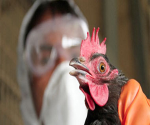   مصر اليوم - خبراء سويديون يحذرون من فيروس عالمي جديد لانفلونزا الطيور