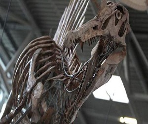   مصر اليوم - اكتشاف حفرية لديناصور جديد