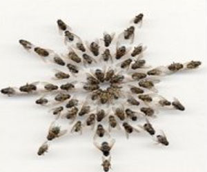   مصر اليوم - الذباب مهر العروس في الصين