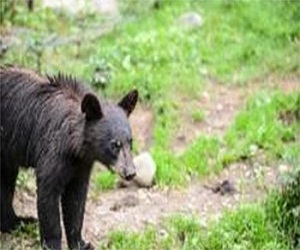 مصر اليوم - دب ضيف غير متوقع على حانة