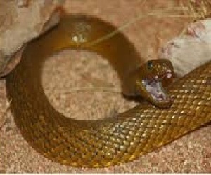   مصر اليوم - الثعابين تقتل 200 شخص فى شمال نيجيريا