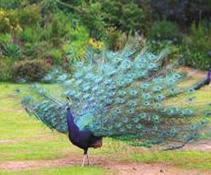 مصر اليوم - ذيل الطاووس الملون يغوي أنثاه