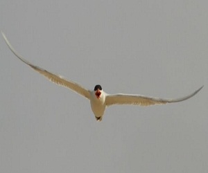 مصر اليوم - خطاف البحر القزويني يلتهم فريسته في الماء
