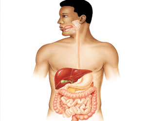   مصر اليوم - حماية الجهاز الهضمي قد يكون مفتاح علاج السرطان
