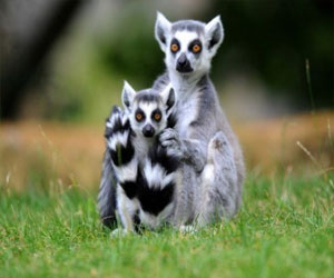 مصر اليوم - اكتشاف نوع جديد من حيوان الليمور في مدغشقر