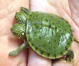 مصر اليوم - السلحفاة الشهيرة برأسين أصبح لديها حسابًا على فيسبوك