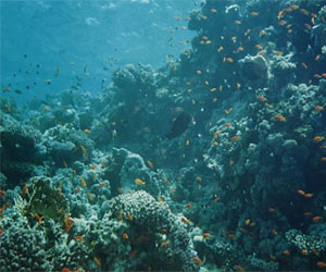   مصر اليوم - مقتل بريطاني غرقًا أثناء ممارسته رياضة الغوص في البحر الأحمر