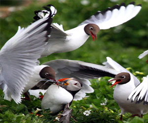 مصر اليوم - طيور النورس تُهاجم طائر البفن المسكين