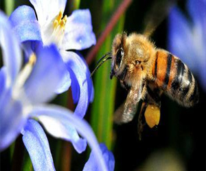   مصر اليوم - التعايش مع الحشرات يعود بالنفع على الإنسان