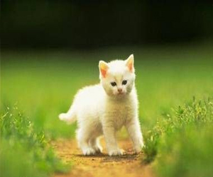 مصر اليوم - قطة تؤخّر إقلاع طائرة سويسرية ساعتين