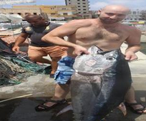 مصر اليوم - اصطياد سمكة تونا في صور زنتها 80 كلغ