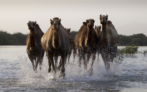 مصر اليوم - سباقات الإبل والقوارض تنتقل من بلاد العرب إلى أنحاء العالم