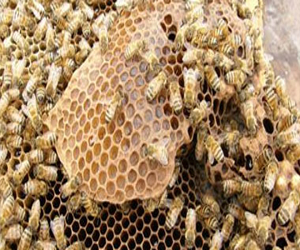 مصر اليوم - حجم سرب النحل مهم عند ذهابه لاختيار موقع لإقامة بيوته