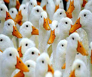 مصر اليوم - طيور البط والإوز تستخدم المجال المغناطيسي للأرض عند هبوطها