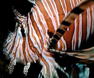 مصر اليوم - تصوير عملية فقس سمكة قرش الحمار الوحشي