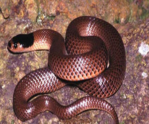 مصر اليوم - ثعبان أفريقي يقتل طفلين فى كندا