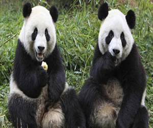 مصر اليوم - بريطانيا تنتظر مولود الباندا بعد الطفل الملكي