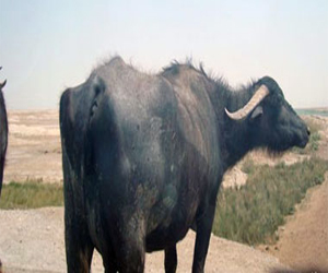 مصر اليوم - جاموسة هندية تُباع بـ41 ألف دولار