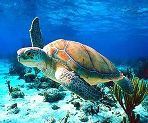 مصر اليوم - سلاحف البحر الخضراء تبتلع النفايات أكثر فأكثر