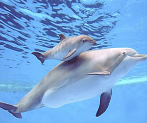 مصر اليوم - ولادة دولفين في حديقة حيوانات في شيكاغو