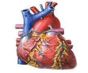   مصر اليوم - الولادة المبكرة تزيد خطر الإصابة بأمراض القلب