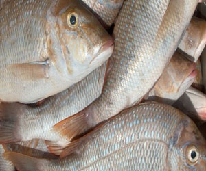   مصر اليوم - دراسة: الأسماك الدهنية تقلل من خطر إصابة النساء بالتهاب المفاصل