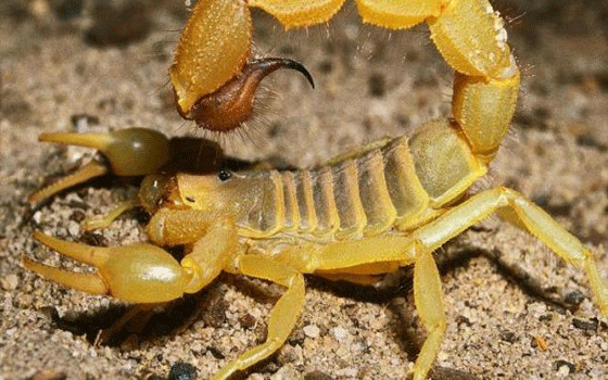 مصر اليوم - منظمات حقوقية تطالب بتكثيف القضاء على العقارب في المغرب