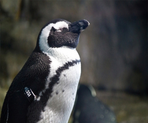 مصر اليوم - ميسي البطريق الأكبر سنًا تستعد لدخول غينيس