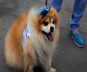 مصر اليوم - دروس آيباد لكلاب الأثرياء