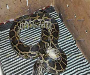   مصر اليوم - ثعبان الأصلة يرعب بلدة إسبانية بعد هروبه من أحد المنازل