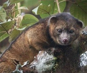 مصر اليوم - اكتشاف كائن ثديي في الأميركتين