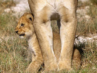 مصر اليوم - مرح بين شبل وأمه في محمية تنزانيا